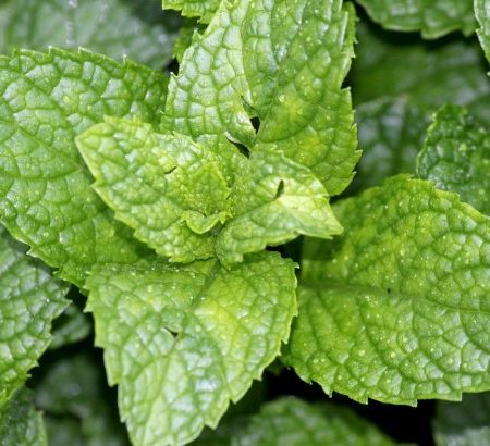 Cum putem folosi menta in locuinta 